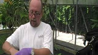 The Orchid Doctor  How to Mount an Orchid Part 1  orchidmania south florida [upl. by Killam]