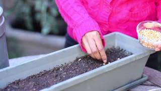 How to Germinate Popcorn Seeds  Planting the Seed [upl. by Nosoj]