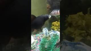 Black Moor Goldfish with Exophthalmus Popeye Disease [upl. by Hairom]