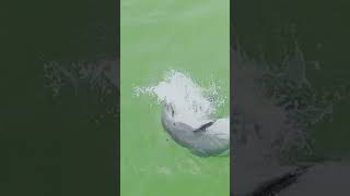 Dolphin steals a fish off the line at Okaloosa Pier [upl. by Dyana]