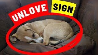 10 Signs Your Dog Doesnt Love You You Would Never Suspect [upl. by Yazbak]