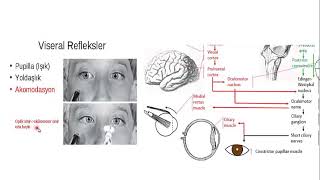 Akomodasyon refleksi Accomodation reflex mechanism [upl. by Aleen]
