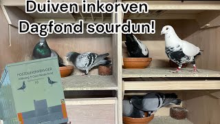 Duiven inkorven voor de dagfond  de 974 weer thuis  Postduiven [upl. by Daloris995]