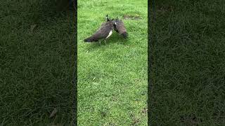 3️⃣ Hembras Pavorreales 🦚 pavos animales peacock aves animalesdegranja gallinaslibres shots [upl. by Clayton]