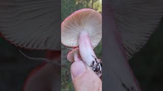 RUSSULA XERAMPELİNAGELİNCİK MANTARI [upl. by Bocock]