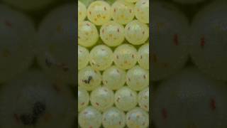 Stink bug eggs hatching nature timelapse bugs alien shorts short [upl. by Youlton]