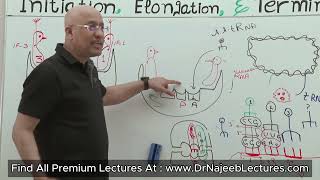 Ribosomes Structure and Function [upl. by Cirdnek]