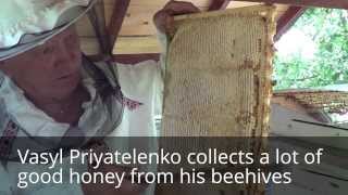 APIMONDIA Honey is Harvested by beekeeper Vasyl Priyatelenko Ukraine [upl. by Weir]