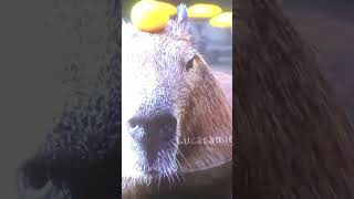 Capybara ok I pull up [upl. by Yekim727]