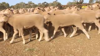 NTH STH GRAZING PS quotSTRONTIANquot 1ST X EWES 23 DROP 3RDS [upl. by Brena]