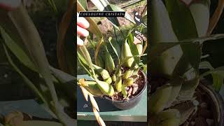 Coelogyne cristata orchid shoots ready to bloom and our lovely magpie singing in the backyard 😍 🌸🐦‍⬛ [upl. by Lyrred]