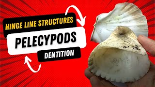 Pelecypoda  Hinge line structure and Dentition  Tooth types and Economic Importance  Paleontology [upl. by Reinald]