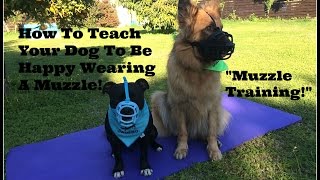 How To Teach Your Dog To Love Wearing A Muzzle [upl. by Janey375]