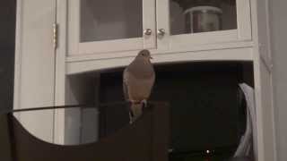 Mourning Dove Call [upl. by Geithner329]