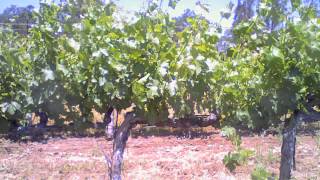 Grapevine Life Cycle Time Lapse Video  Bud Break Through Veraison [upl. by Aihtibat]