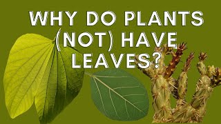 Why do plants not have leaves  LEAF PARTS FUNCTION AND MODIFICATIONS [upl. by Dnomsad801]