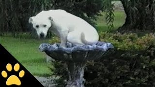 Labradors Are Awesome Compilation [upl. by Nosreh157]