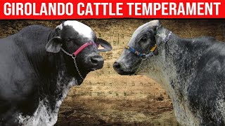 🔴  DAIRY COWS  GIROLANDO CATTLE Temperament ✅ Biggest Bulls And Cow [upl. by Drofyar]