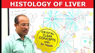 Hepatocytes and Portal Vein  Liver Histology  Dr Najeeb [upl. by Tung]