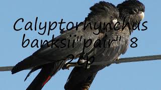 How to pronounce Calyptorhynchus banksiiquotpairquot 8 2cp in English [upl. by Herwick46]