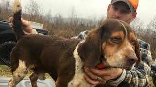 Weir Creek Beagles  Wood’s Weir Creek Kennel  Rabbit Hunting 2019 [upl. by Aidas942]