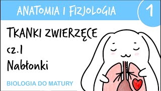 Tkanki zwierzęce cz1  Nabłonkowe  Anatomia i fizjologia 1  matura z biologii [upl. by Litnahc]