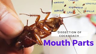 Dissection of Mouth parts of Cockroach  আরশোলার মুখ উপাঙ্গ Academy of Bioscience Zoology [upl. by Ahsiuqet986]