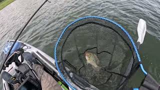 Wivenhoe Dam Pest Fishing Pearl Cichlid fishenwithricky pearlcichlid tilapia loganinlet [upl. by Anastatius]