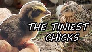 Hatching and Raising Quail at Home  New Coturnix Quail Babies [upl. by Notffilc]