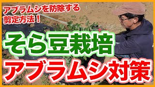 家庭菜園や農園のそら豆栽培でアブラムシ対策！被害が拡大した時の撃退方法を徹底解説！【農家直伝】Tips for controlling aphids in broad bean cultivation [upl. by Lavinie484]