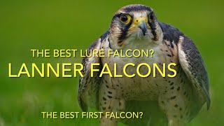 FALCONRY Lanner falcon species spotlight The best lure bird [upl. by Fesuoy]