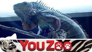 Deutschlands größte Zoohandlung │YouZoo [upl. by Maag]