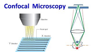 Confocal Microscopy [upl. by Banky488]