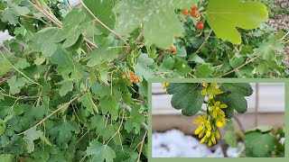 Golden Currants Delicious Berries and Fragrant Flowers [upl. by Lleihsad]