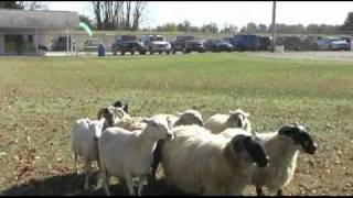 McEwens Border Collies [upl. by Cristine30]