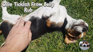 How to tickle a beagle puppy in just the right spot [upl. by Perzan]