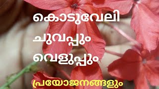 Koduveliകൊടുവേലി വെളുപ്പുംചുവപ്പും [upl. by Efeek989]