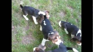 Beagle miot X  litter X [upl. by Deering]