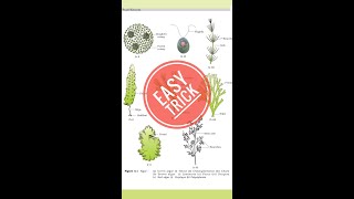 Plant kingdom trick Algae NCERT neetbiology biology Mnemonic for NEETCBSEICSE shorts neet2022 [upl. by Nagirrek221]