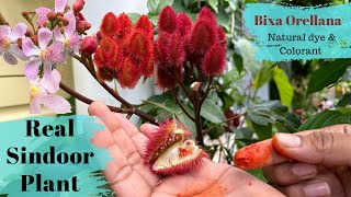 Real Sindoor plantBixa OrellanaLipstick treeHow to grow and its uses BackyardGardeningbySwati [upl. by Ecnerwaled]