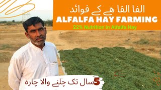 How to Grow lucerneAlfalfa Hay  Benefits of Alfalfa hay  alfalfa hay nutrition food for goats [upl. by Kennan702]