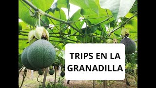 TRIPS EN EL CULTIVO DE GRANADILLA [upl. by Puff]