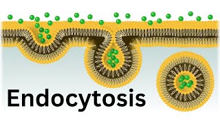 Endocytosis Bulk transport across cell membrane [upl. by Legim]