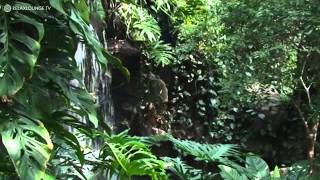 Relax mit REGENWALD IMPRESSIONEN  01 MAJESTIC GREEN RELAXLOUNGETV [upl. by Eagle]