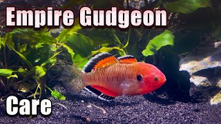 The Show Stopper  Empire Gudgeon Care [upl. by Selina]