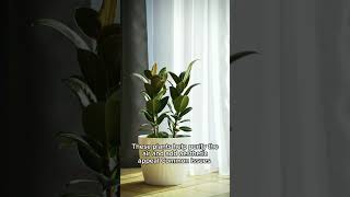 Rubber Plant Ficus elastica🪴plants homedecor indoorplants houseplants plantcare rubberplant [upl. by Keligot]