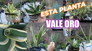 Esta PLANTA es ORO PURO en CASA CURIOSIDADES SANSEVIERIA lengua de suegra LIMPIA EL AIRE DE CASA [upl. by Cates]