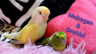 My Lovebird amp Parrotlet Experiment Results  Sammy The Mini Pig amp Baby The Severe Macaw [upl. by Leckie]