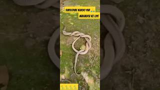 Snake playing 🐍 shorts yt cobra youtubeshorts viralshorts SubhamAnimalsWorld [upl. by Dino670]