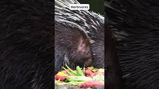 Fascinating Porcupine Facts You Didnt Know shorts trending viral [upl. by William]